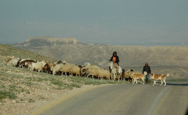 Desert shepherds
