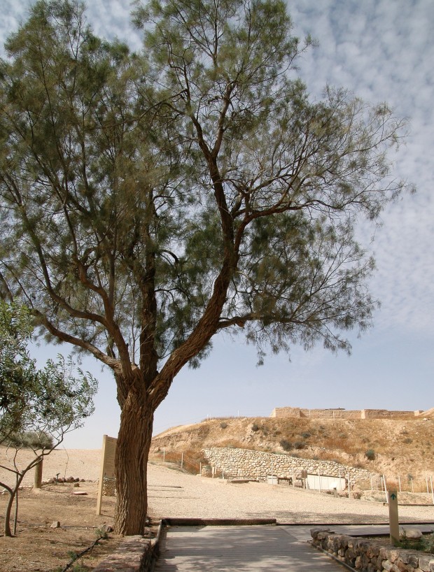 We started out day walking past the tamarisk tree to the ruins of Tel Beersheva.
